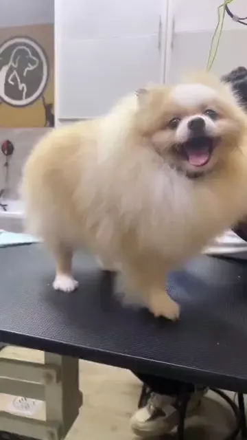 Pomeranian with a fluffy coat