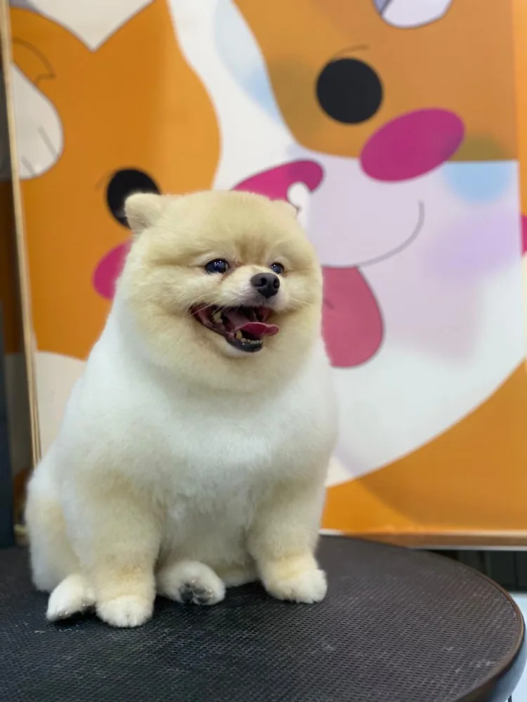 Pomeranian with a neatly shaped coat at Pet Express grooming